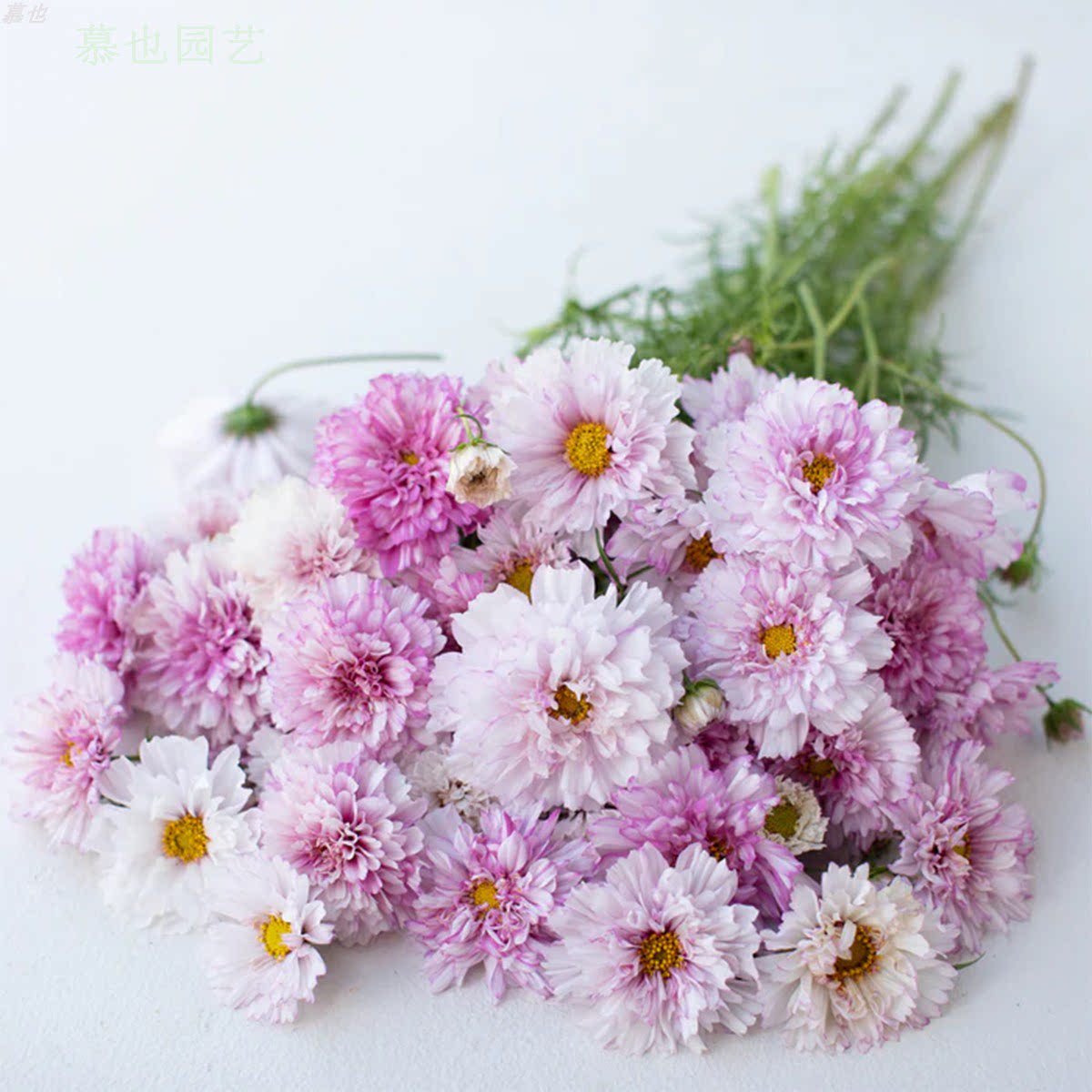 重瓣波斯菊 双色粉红 5粒 庭院切花植物勤花盆栽一年生花期久