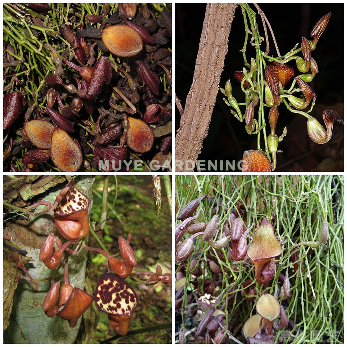 佛罗里达木本 大马兜铃 美洲原生物多年生热带 5粒种子