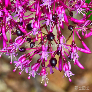 圆锥倒挂金钟 每份5粒 亚热带原生种多年生常绿小乔木阳台花镜