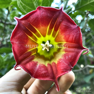 红花木本天使号角不同花色个体合集 每份5粒 南美洲多年生小乔木