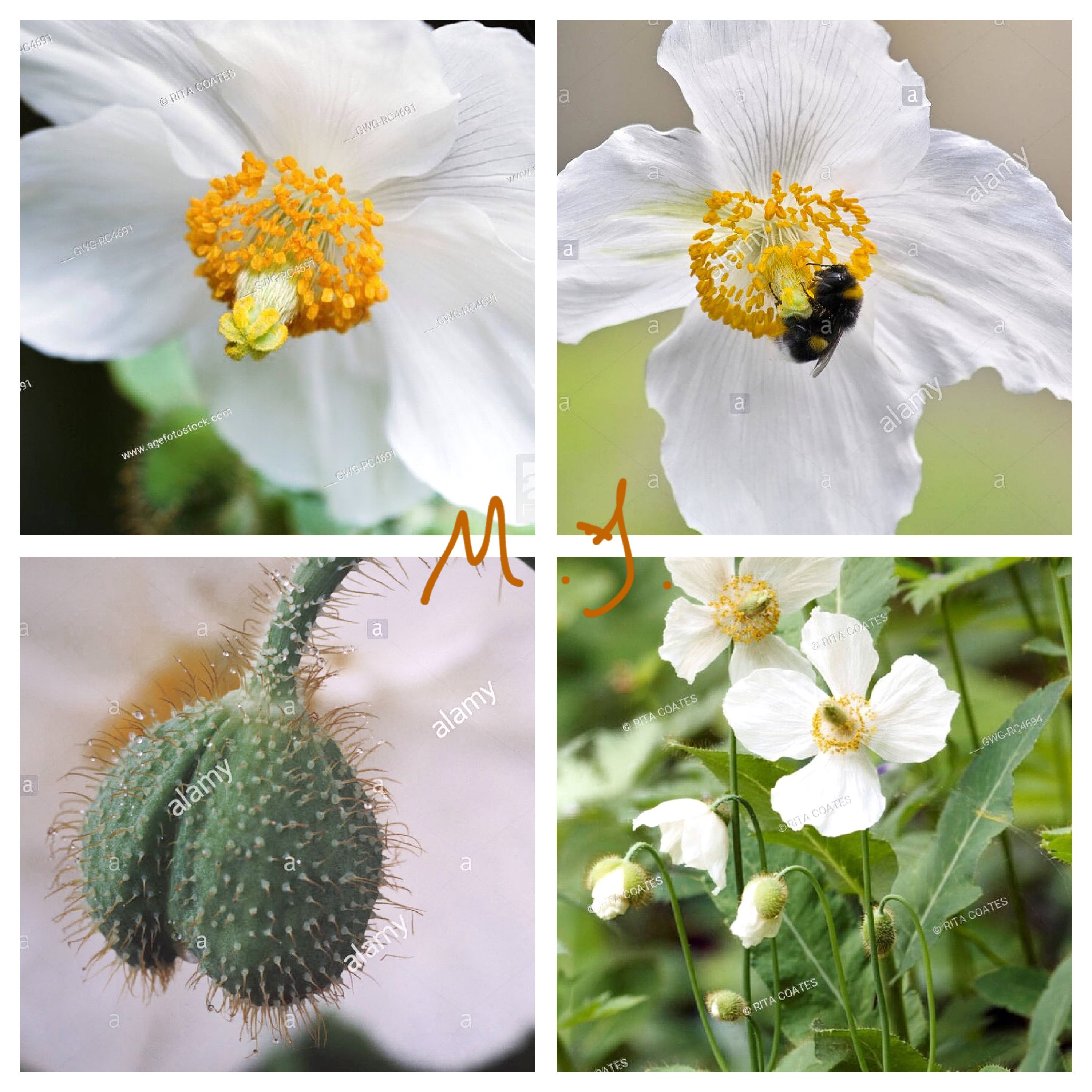 藿香叶绿绒蒿 白色变种 5粒 中国原生绿绒蒿 高山植物 野
