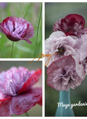 传统虞美人 潘多拉 奇幻色彩的品种 偏酒红色 灰色调 20粒