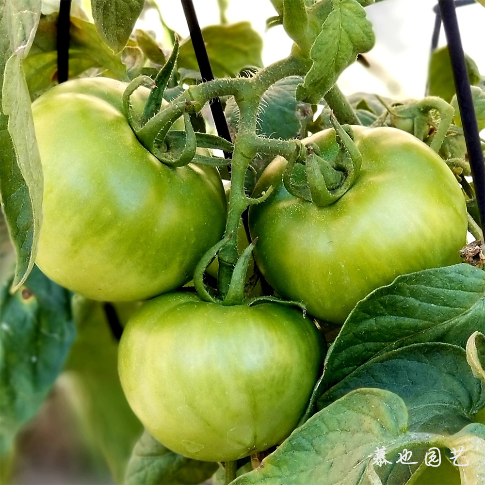 格林f1 番茄 绿色西红柿 3粒种子 风味佳熟透全绿