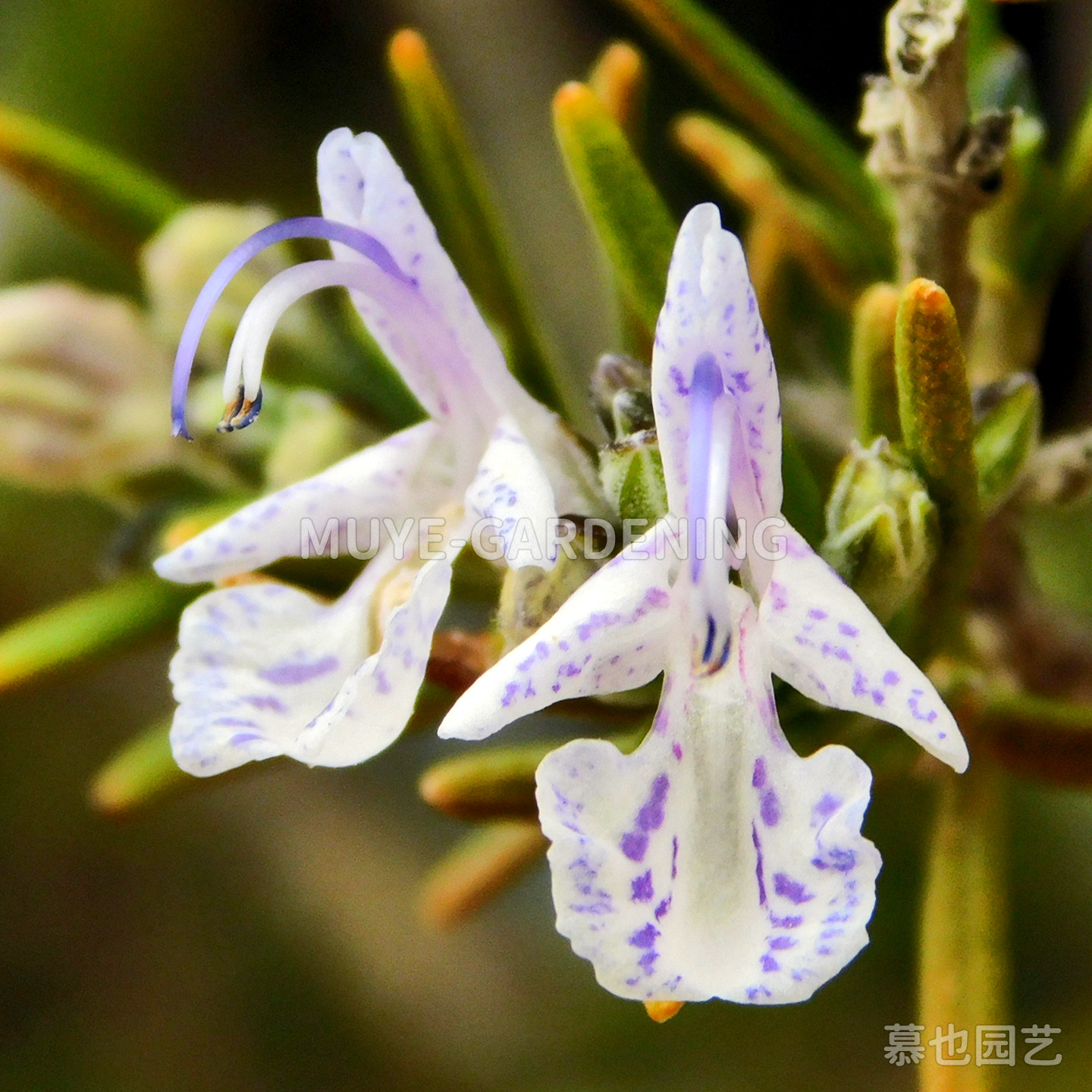 迷迭香 每份20粒 地中海传统香料芳香疗法多年生常绿灌木阳台花镜图片