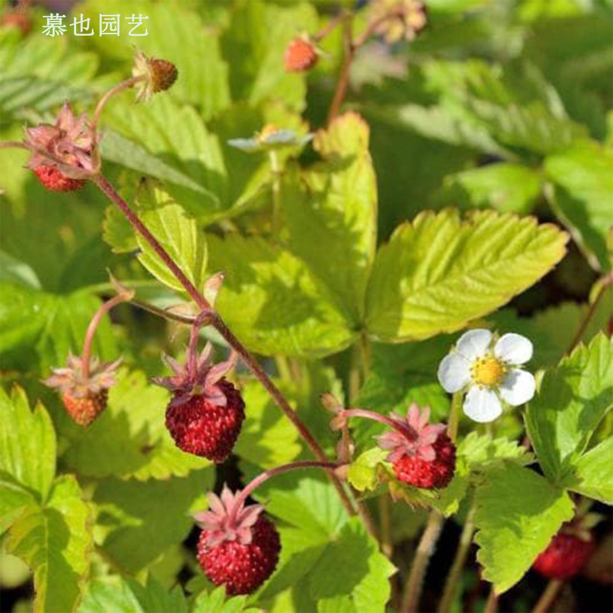 高山草莓亚历山大可食用浆果盆栽地栽庭院植物10粒种子