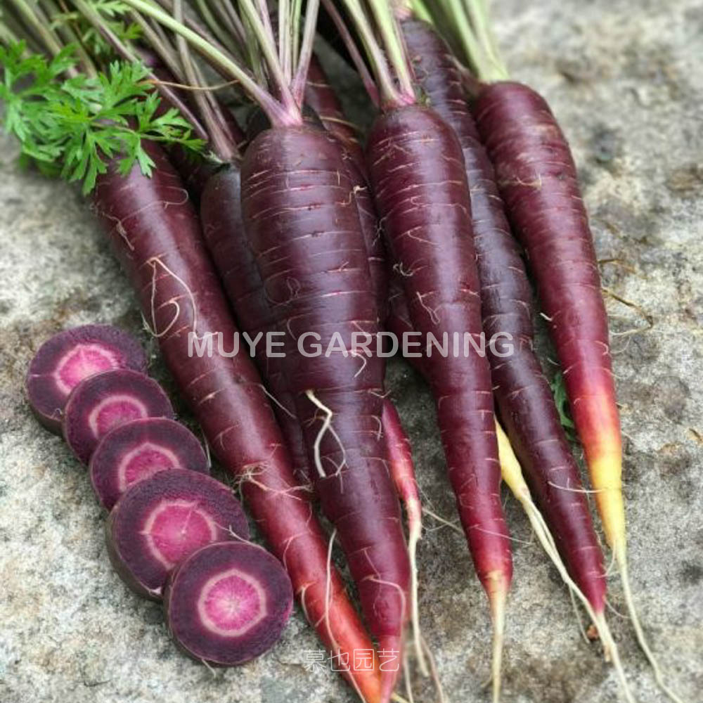 胡萝卜 紫色太阳F1 很甜适合生吃的品种 加热还是紫色的品种 10粒