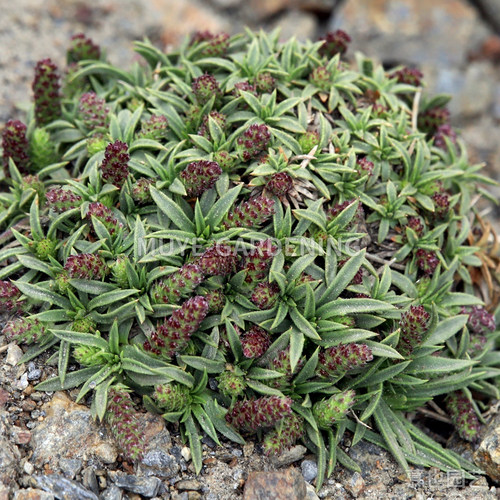 针叶车前草 每份5粒 多年生耐寒岩生石灰岩植物阳台盆栽地栽庭院