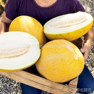 甜瓜 亚美尼亚巨人 每份3粒 蔬菜农作物一年生植物阳台盆栽花镜
