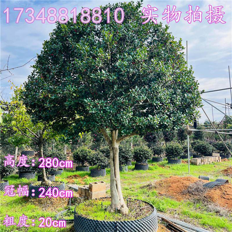 无刺枸骨造型树金玉满堂鸿运果庭院地景造型盆景老桩耐寒别墅植物