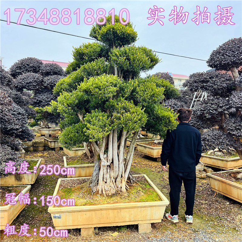 四季常青造型树景观树赤楠
