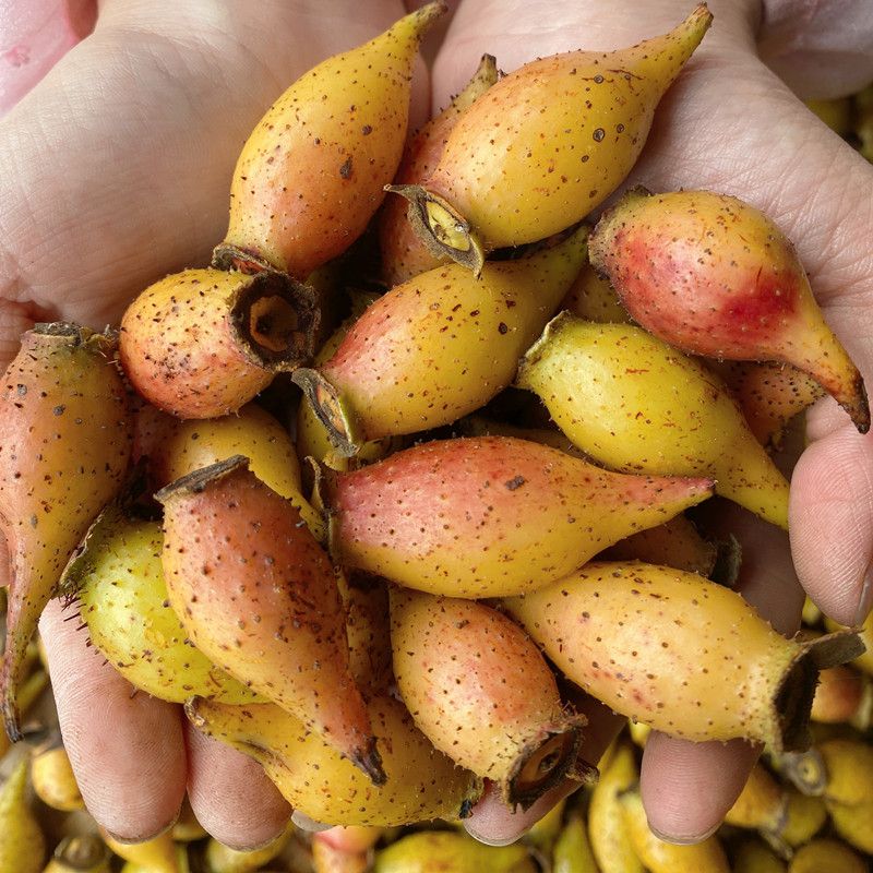 野生金樱子种子金罂子金英子刺梨子刺榆子多年生中药材野果