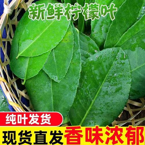 柠檬叶新鲜广东香水柠檬叶西餐料理腌制烹饪调料泰国冬阴功汤原料