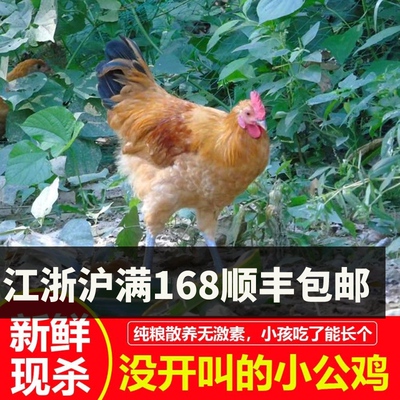 盐阜特产特产盐城本土小公鸡