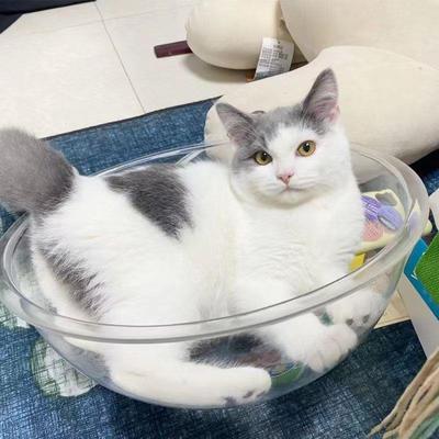 猫盆窝透明亚克力半球罩猫爬架太空舱透明猫咪窝diy材料猫玩具抓