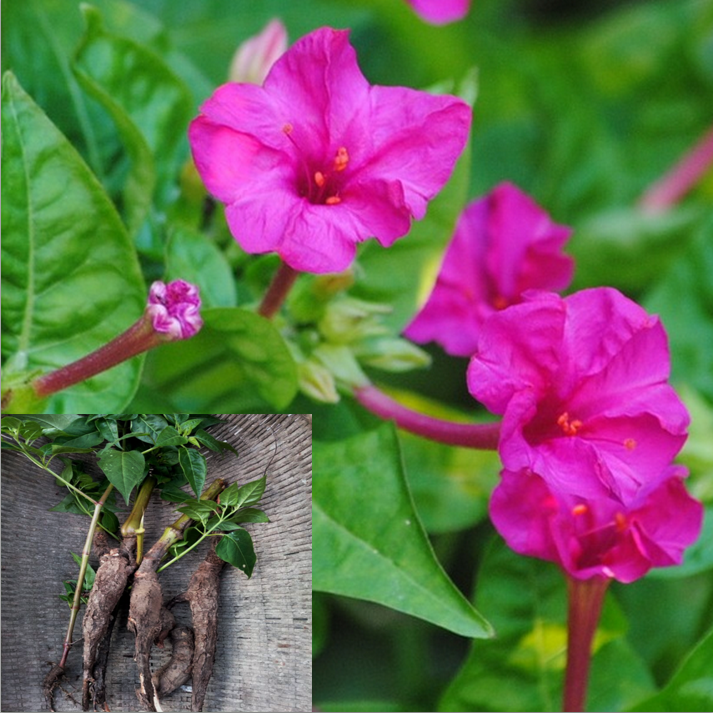 紫茉莉根 白花参 粉果根 入地老鼠 胭脂花头白粉根野生新鲜中草药