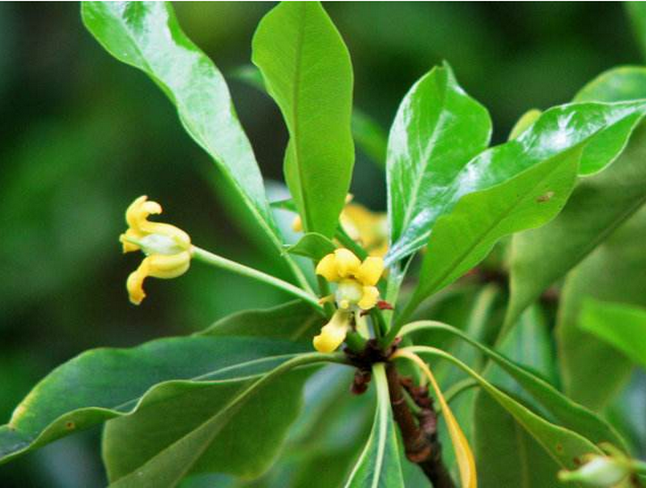 山枝 秤砣儿树 山枝叶 崖叶海桐 现采鲜叶 野生中药材500克包邮