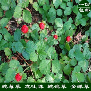 新鲜蛇莓草 蛇泡草 龙吐珠 地杨梅 金蝉草野生中草药500g包邮