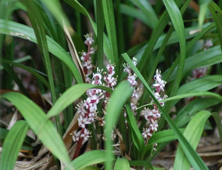 野生吉祥草 松寿兰 小叶万年青 竹根七蛇尾七 中草材 鲜货500g