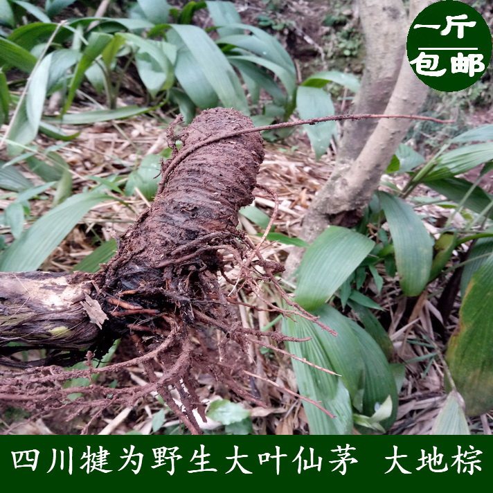 大叶仙茅 野棕 猴子包头 竹灵芝 大地棕野生中药材 新鲜根部500g