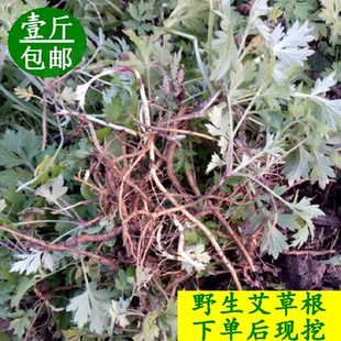 【下单后现挖】艾草根 五月艾根 客家煲汤料 新鲜野生中草药500克