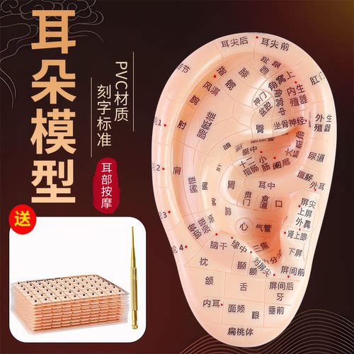 中医耳朵穴位模型按摩耳