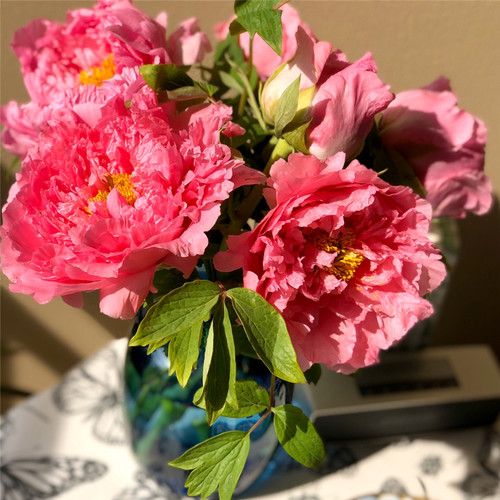 牡丹鲜花花束鲜切花速递