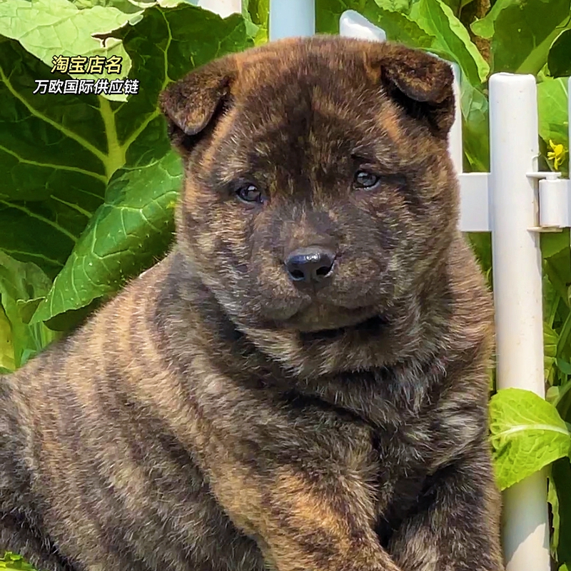 虎斑宠物中型中华田园犬看家护院