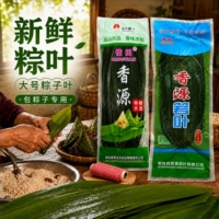 情田香源正宗大号老式粽叶新鲜纯芦苇叶箬竹粽子叶特大包粽子专用