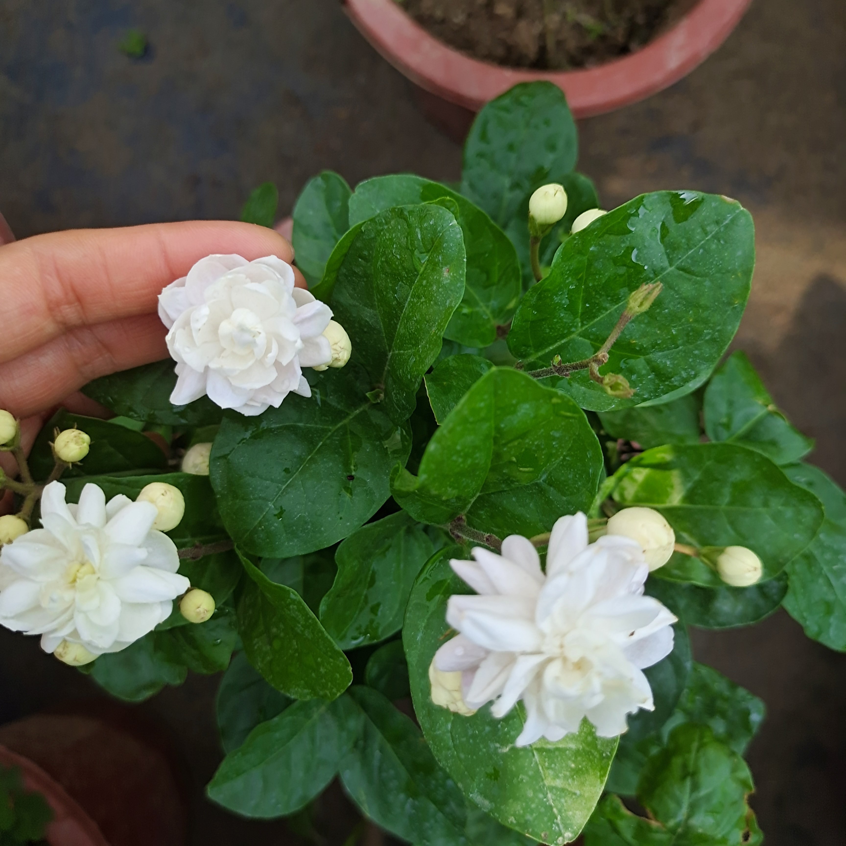 小苗巴西菊花重瓣浓香茉莉花盆栽室内外好养观赏绿植花卉