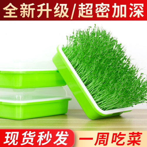 芽苗菜育苗托盘豆芽水培蔬菜种植