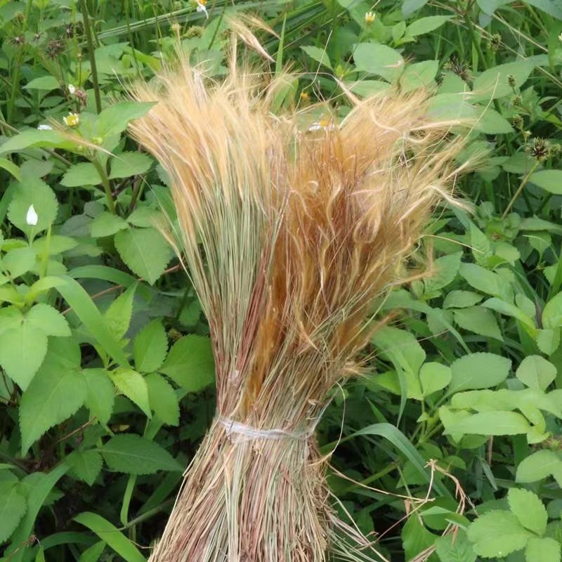 潮汕猫毛草金丝草新货猫尾草笔仔草竹篙草干货中药材500g