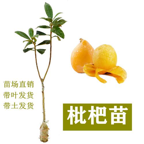 早钟六大五星枇杷树阳台庭院种植