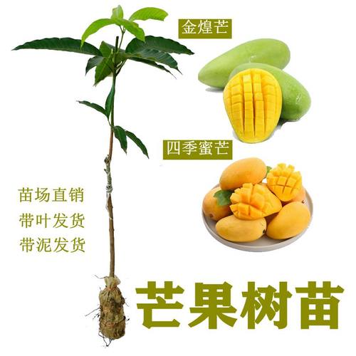 芒果苗嫁接四季金煌芒开花结果