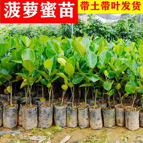 印尼红肉榴莲蜜泰8泰12菠萝蜜苗