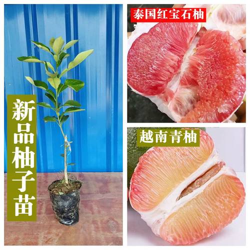新品红宝石越南青柚泰国暹罗红柚