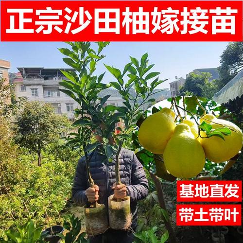 柚子树苗容县原产地发货