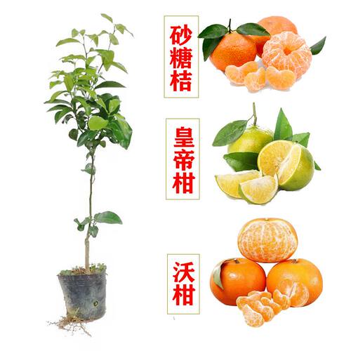 广西砂糖桔沃柑皇帝柑苗带土带叶