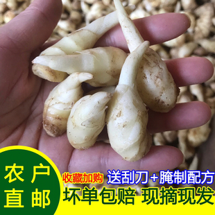嫩姜姜芽仔姜新鲜包邮五斤山东生姜醋泡姜泡菜红芽姜小嫩姜芽鲜姜