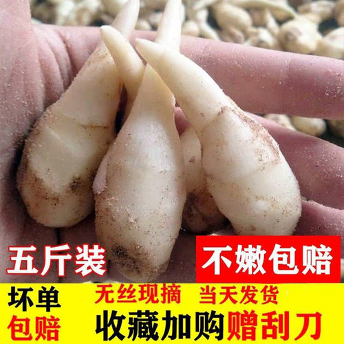 新鲜包邮五斤山东红芽嫩姜