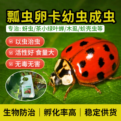 福建艳旋异色瓢虫卵卡幼虫成虫