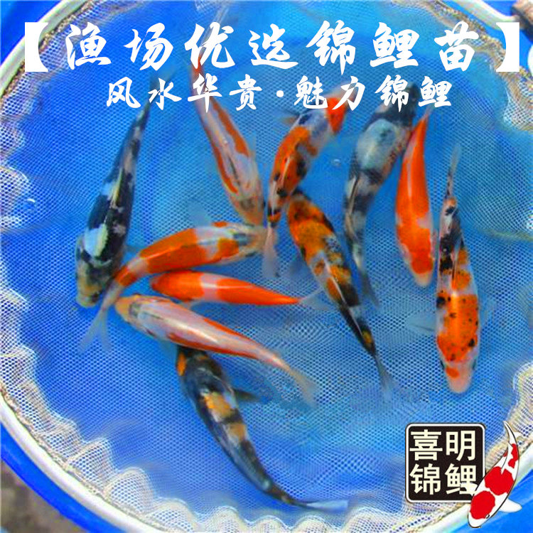 锦鲤鱼苗 精品小规格锦鲤鱼苗 喜明渔场精选日本锦鲤小苗观赏鱼