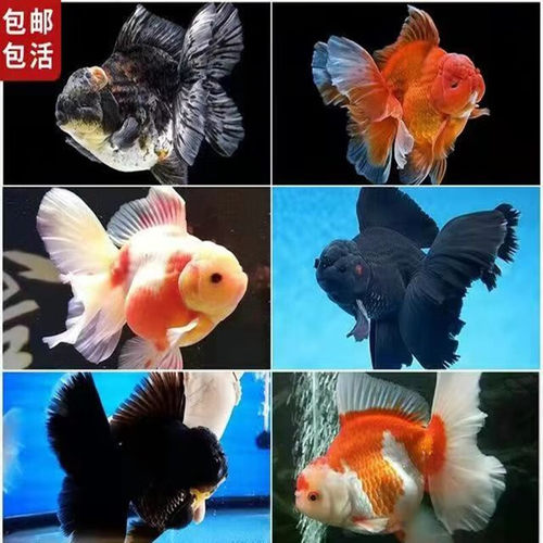 泰狮金鱼观赏鱼泰狮金鱼