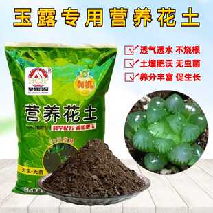玉露专用营养花土老桩盆栽姬玉露琥珀冰灯多肉植物翻换有机种植土
