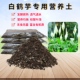 白鹤芋一帆风顺专用营养椰砖土家盆栽植物翻换育苗有机种植土透气