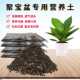 金叶子聚宝盆鸟巢花烛专用营养椰砖土家盆栽绿植物通用种植土透气