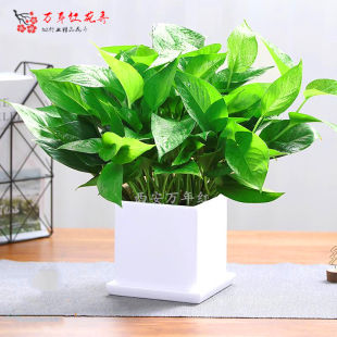 西安同城绿萝盆栽吊兰室内办公桌盆景桌面新房除甲醛水养水培绿植