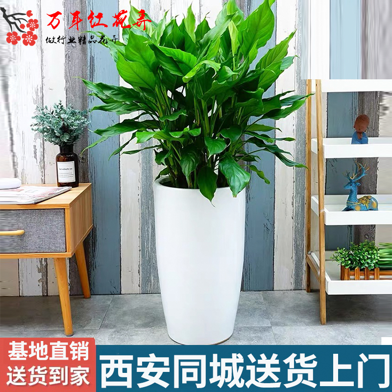西安同城万年青大盆栽办公室客厅吸甲醛植物室内净化空气大型绿植