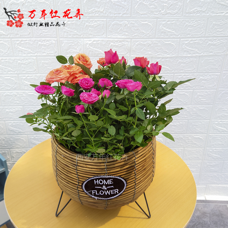西安花卉绿植玫瑰花盆栽阳台花园池开花桌面窗台餐桌生日乔迁送礼