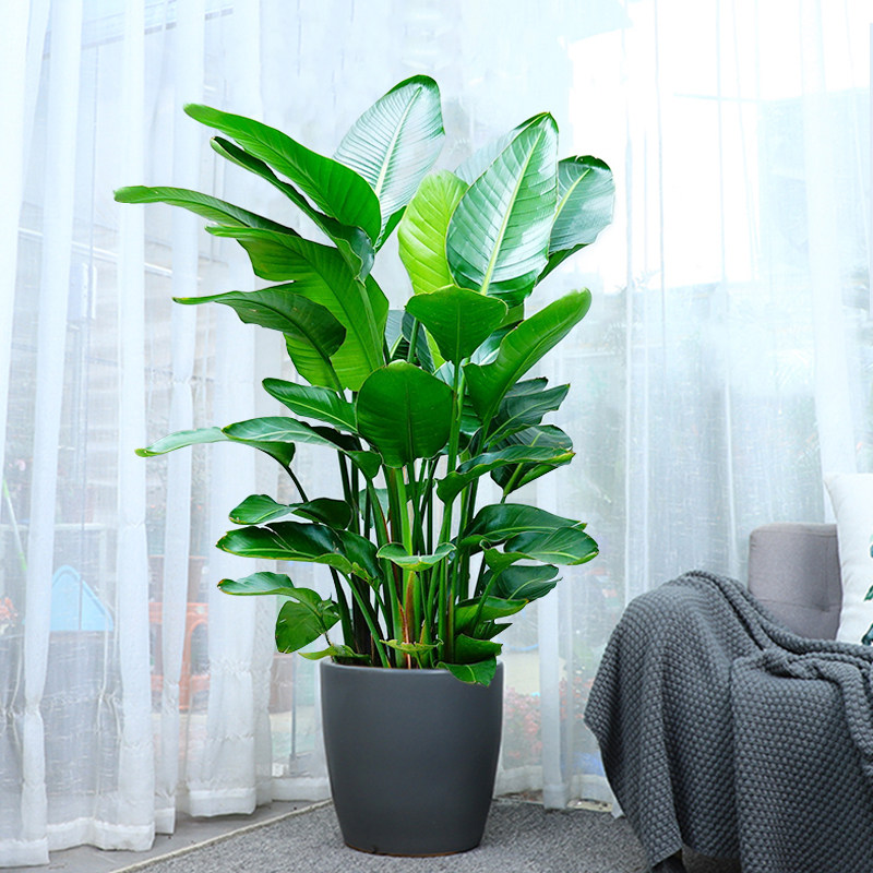 西安热卖大型植物天堂鸟乔迁送礼办公室客厅吸甲醛阳台室内大盆栽