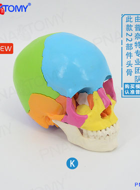 自然大彩色拼装人头颅骨模型仿真 教学22部件骷髅头骨牙科标本